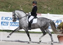 w CHULITO III, MONTADO POR SEBASTIAN BASTIDA, ORO EN SEMENTALES DE 5 Y 6 A Y  CAMPEON DEL CONCURSO (Copiar)